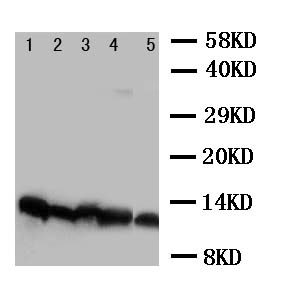 1 - Anti-NDUFA1 Antibody ABO10976