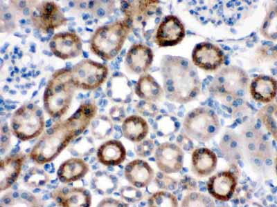 2 - Anti-NOX1 Antibody ABO10981