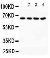 1 - Anti-NOX1 Antibody ABO10981