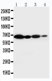 1 - Anti-NOX2/gp91phox Antibody ABO10982