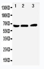 1 - Anti-NUR77 Antibody ABO10990