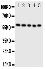 1 - Anti-ERp57 Antibody ABO10992