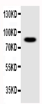 1 - Anti-NLRP4G Antibody ABO10999