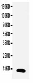 1 - Anti-TFF1 Antibody ABO11000