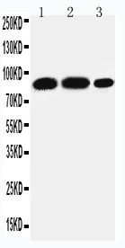 1 - Anti-STAT4 Antibody ABO11002