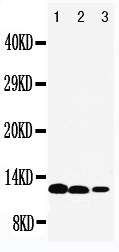 1 - Anti-IL-13 Antibody ABO11012