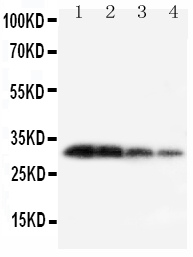 1 - Anti-KLK1 Antibody ABO11021