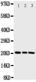 1 - Anti-PBP Antibody ABO11023