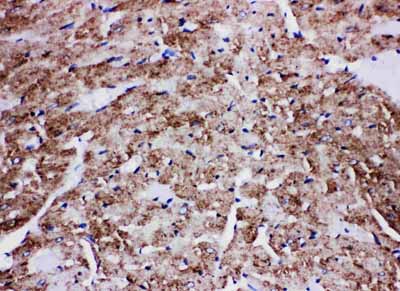 2 - Anti-GLUT4 Antibody ABO11032