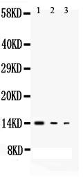 1 - Anti-IL-3 Antibody ABO11037