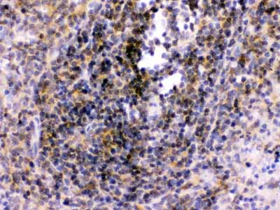 2 - Anti-TLR7 Antibody ABO11041