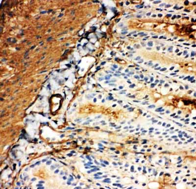 2 - Anti-SLC2A5 Antibody ABO11045