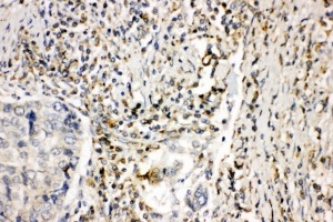 2 - Anti-NOX1 Antibody ABO11047
