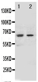 1 - Anti-NOX1 Antibody ABO11047