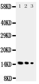 1 - Anti-IL-3 Antibody ABO11057