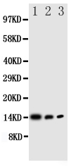 1 - Anti-IL-4 Antibody ABO11058