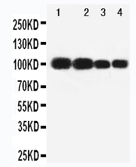 1 - Anti-MAG Antibody ABO11060