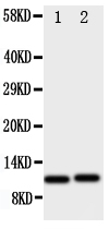 1 - Anti-CXCL1 Antibody ABO11069