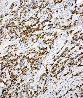 2 - Anti-DCI Antibody ABO11072