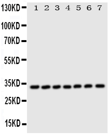 1 - Anti-DCI Antibody ABO11072