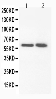 1 - Anti-FMO3 Antibody ABO11073