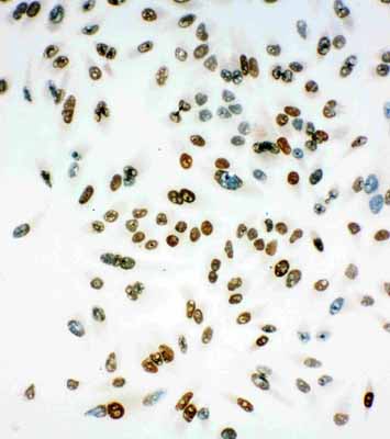 8 - Anti-MCM6 Antibody ABO11077