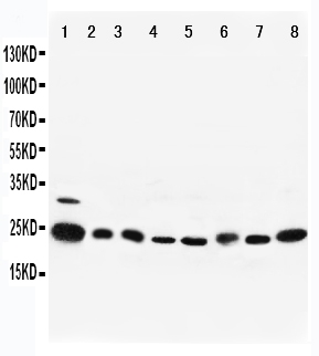 1 - Anti-Rab5 Antibody ABO11080