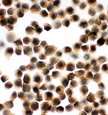 8 - Anti-SNAP23 Antibody ABO11081
