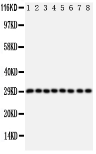 1 - Anti-CISH Antibody ABO11093