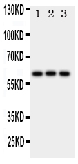 1 - Anti-HEXA Antibody ABO11094