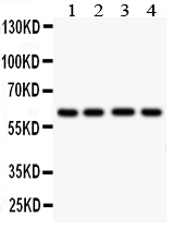 1 - Anti-HEXA Antibody ABO11095