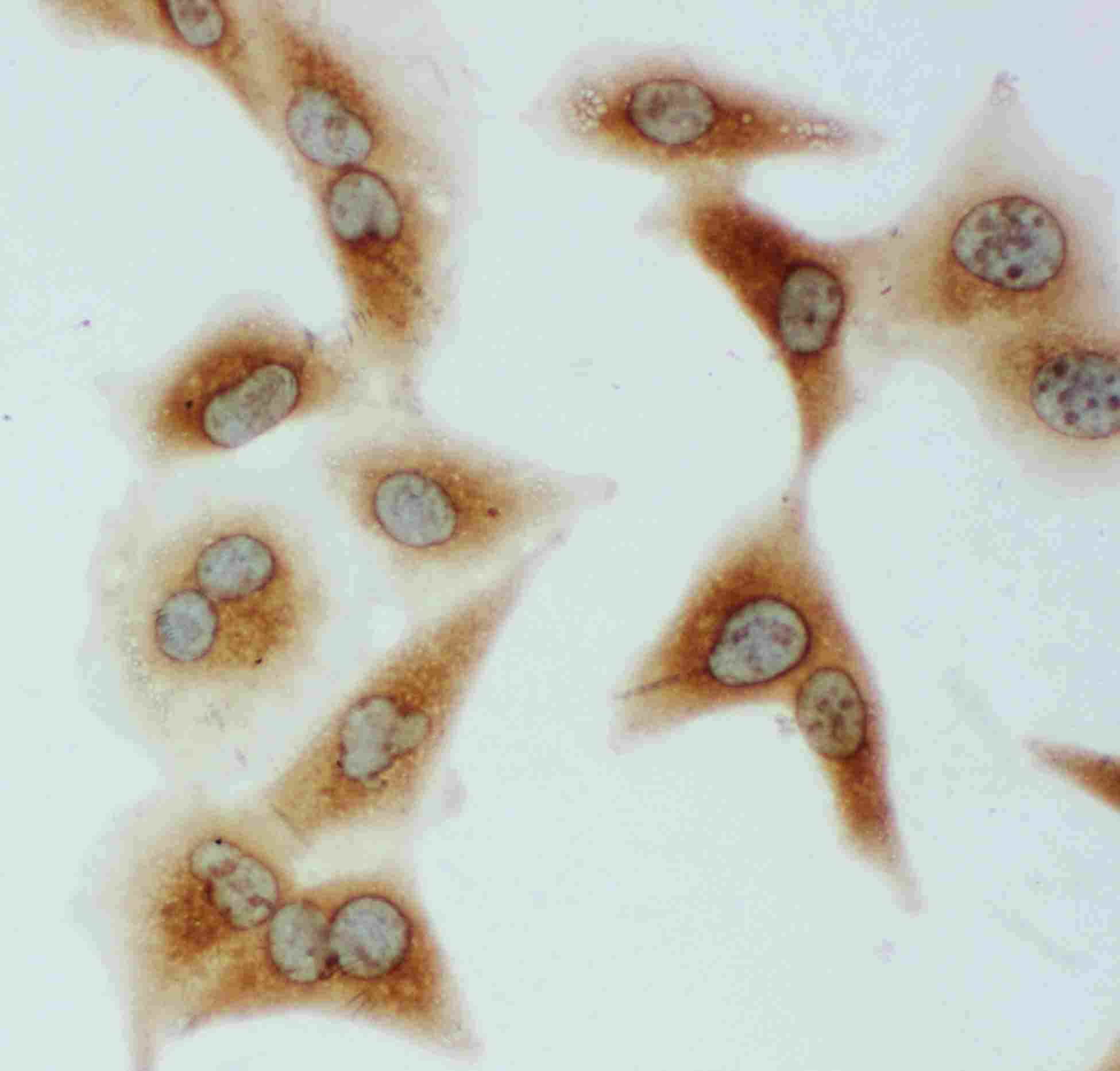 8 - Anti-Grp75 Antibody ABO11097