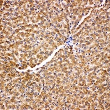 2 - Anti-Grp75 Antibody ABO11097