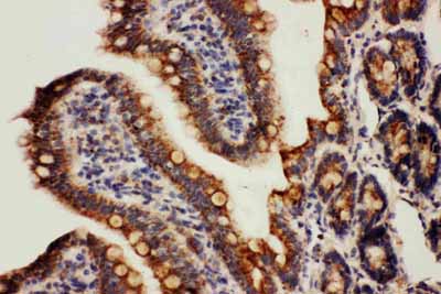 2 - Anti-Cpn10 Antibody ABO11098
