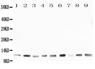 1 - Anti-Cpn10 Antibody ABO11098