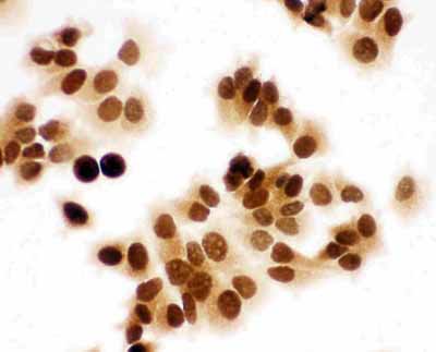 8 - Anti-MCM7 Antibody ABO11101