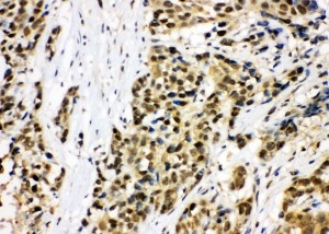 2 - Anti-MCM7 Antibody ABO11101