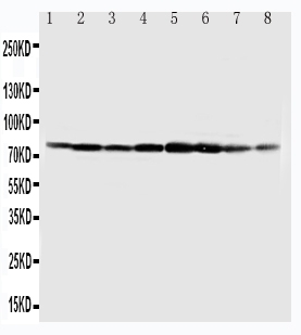 1 - Anti-MCM7 Antibody ABO11101