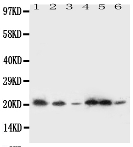 1 - Anti-SSR3 Antibody ABO11105