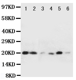 1 - Anti-HSPB2 Antibody ABO11110
