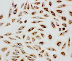 8 - Anti-Paxillin Antibody ABO11112