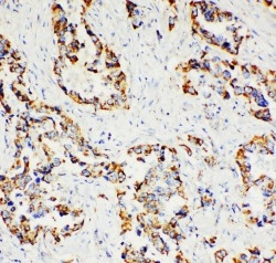 2 - Anti-Paxillin Antibody ABO11112