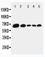 1 - Anti-Paxillin Antibody ABO11112