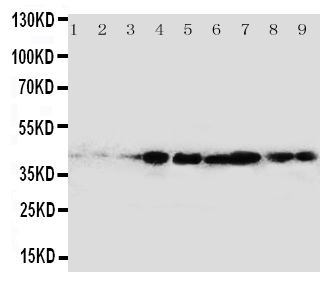 1 - Anti-CrkL Antibody ABO11116