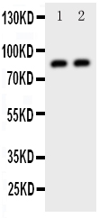 1 - Anti-Daxx Antibody ABO11117