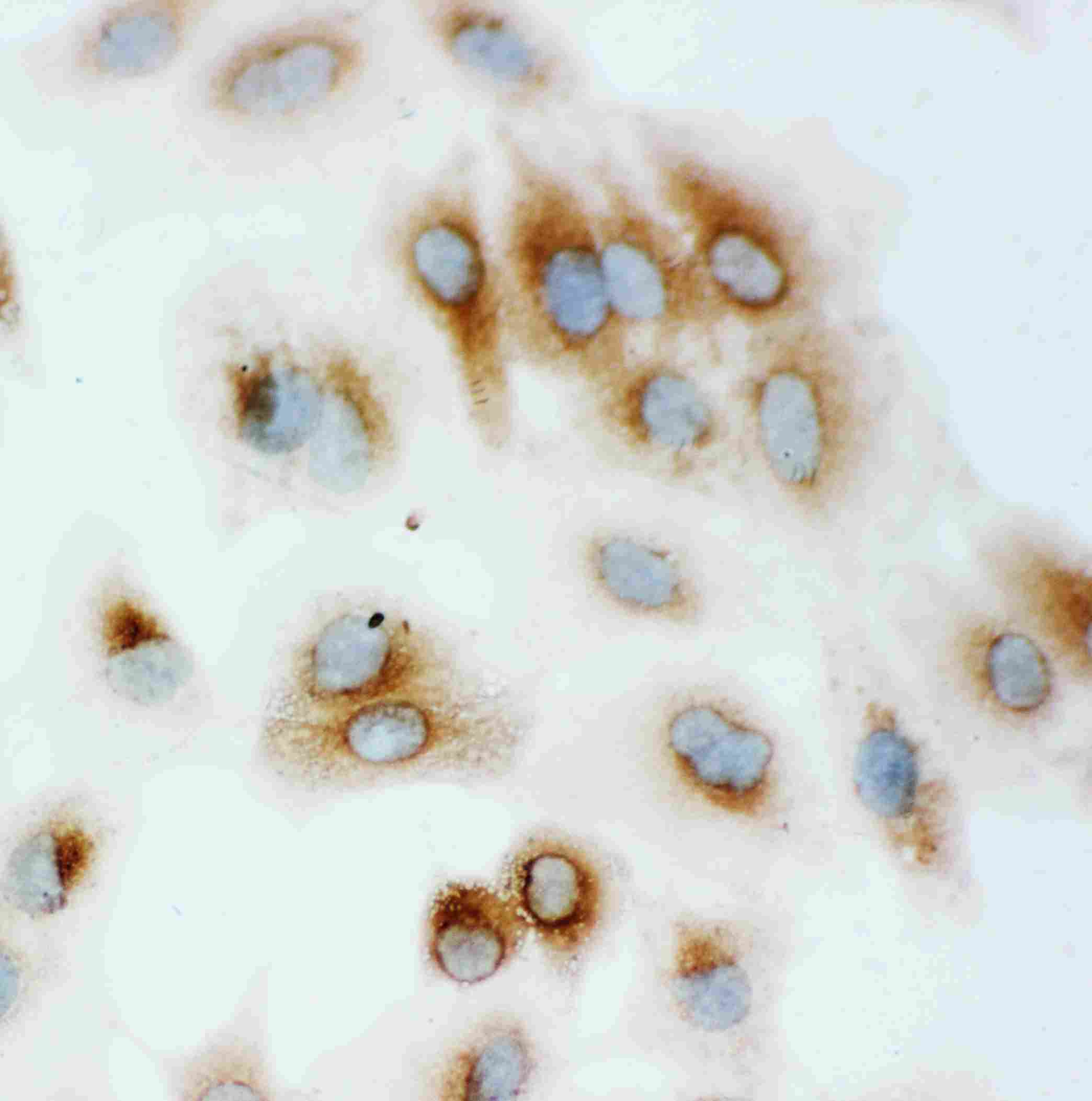 8 - Anti-Hsp70 Antibody ABO11121