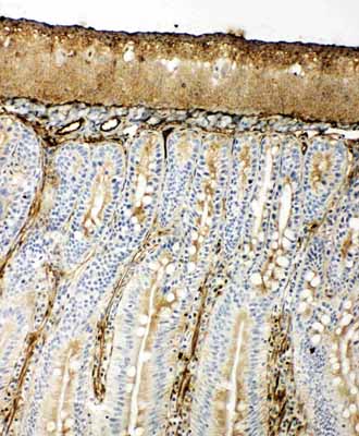 2 - Anti-Hsp70 Antibody ABO11121
