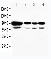 1 - Anti-HSPA2 Antibody ABO11122