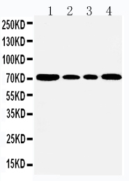 1 - Anti-GRP78 BiP Antibody ABO11123