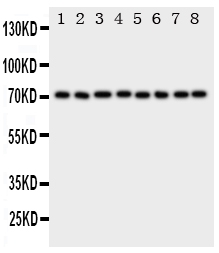 1 - Anti-Hsc70 Antibody ABO11124